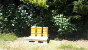 Bild 2 zu 'DRESS-Line Partner Frey in Burgau rettet Bienen'